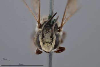 Media type: image;   Entomology 790894 Aspect: head frontal view